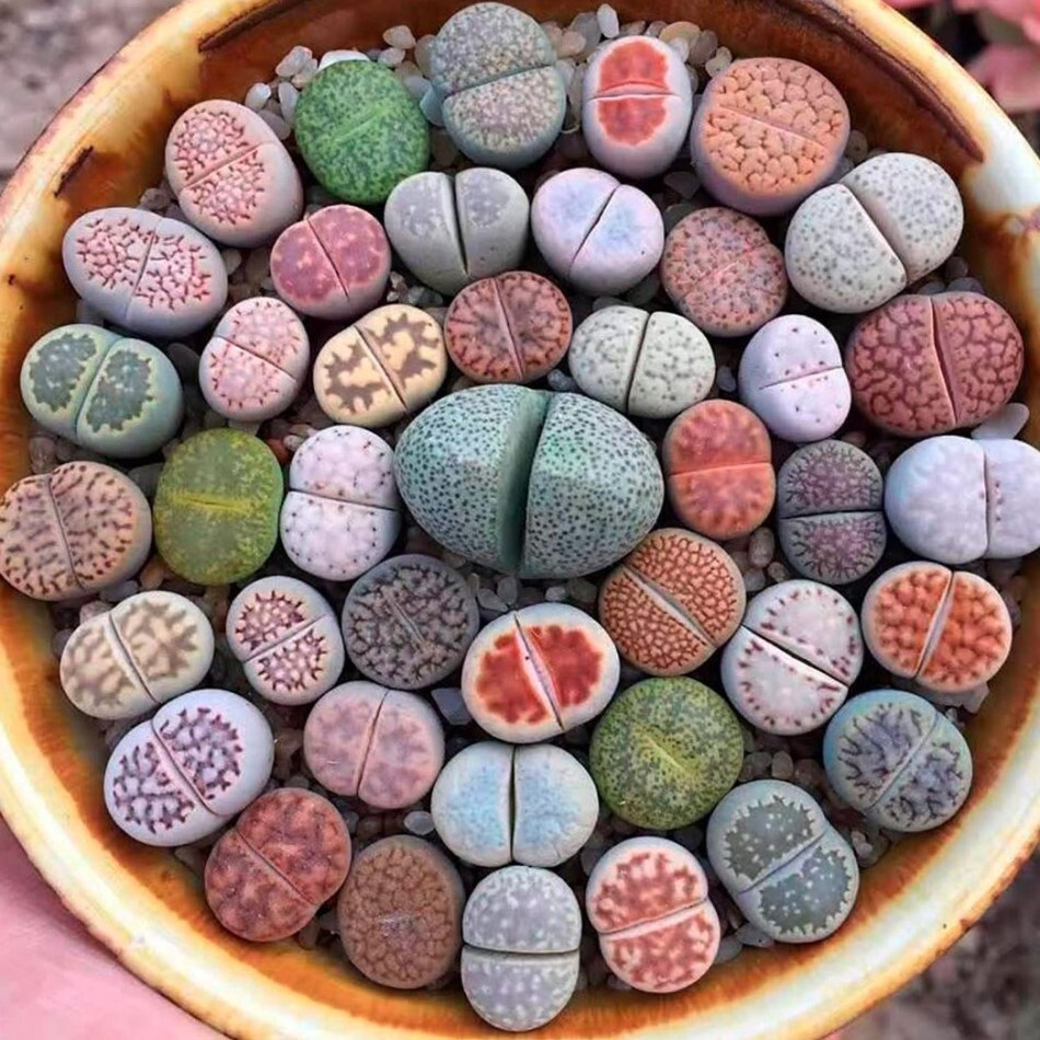 Суккулент Литопс Lithops mix семена (10 ШТ) #1