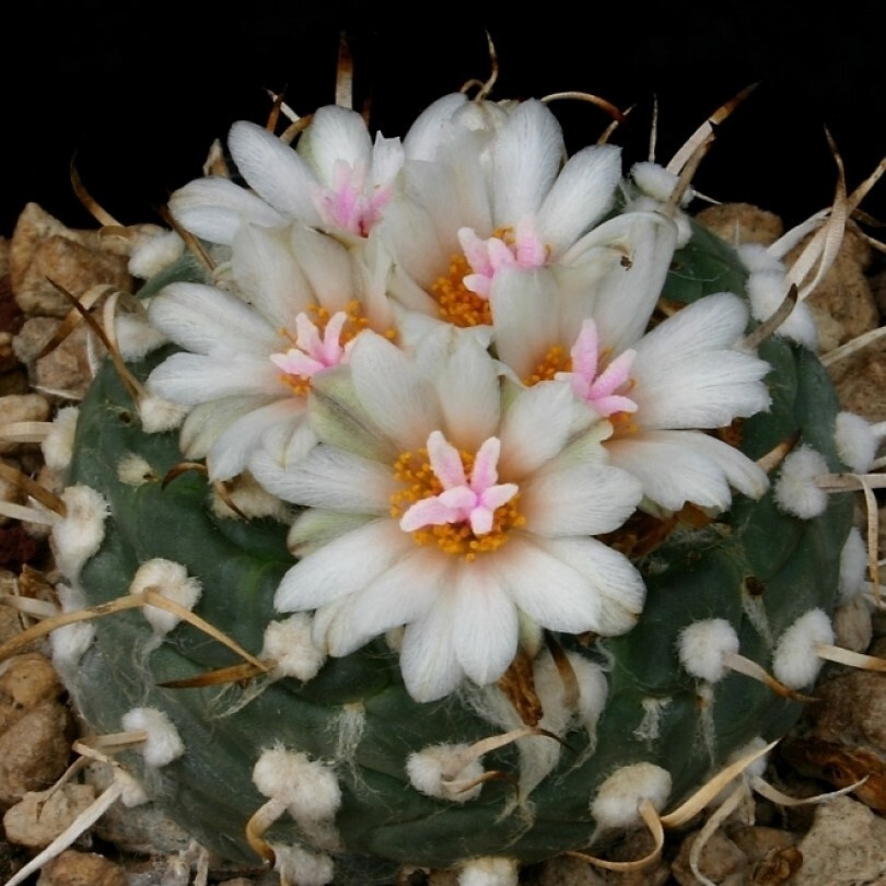 Суккулент Кактус Turbinicarpus polaskii семена (10 ШТ) #1