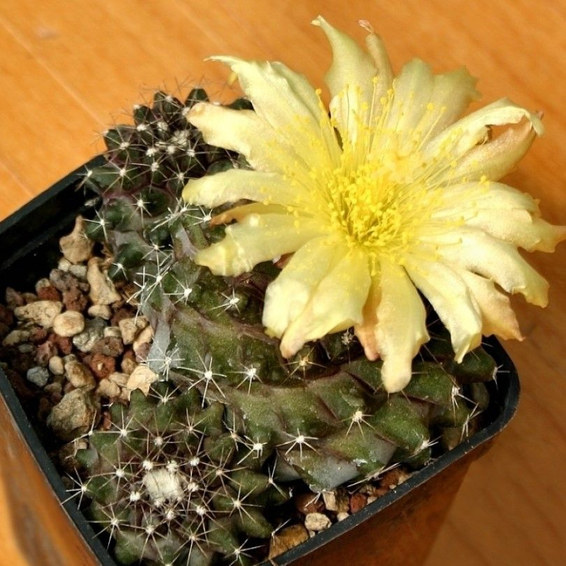 Суккулент Кактус Copiapoa humilis martima KK-1709 семена (10 ШТ) #1