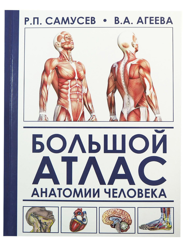 Большой атлас анатомии человека. Агеева Валентина Анатольевна, Самусев Рудольф Павлович. Товар уцененный #1