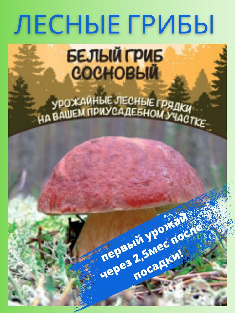 Грибы Белый Гриб Сосновый, 2 упаковки, зерновой мицелий 30 мл, Уральский Дачник  #1