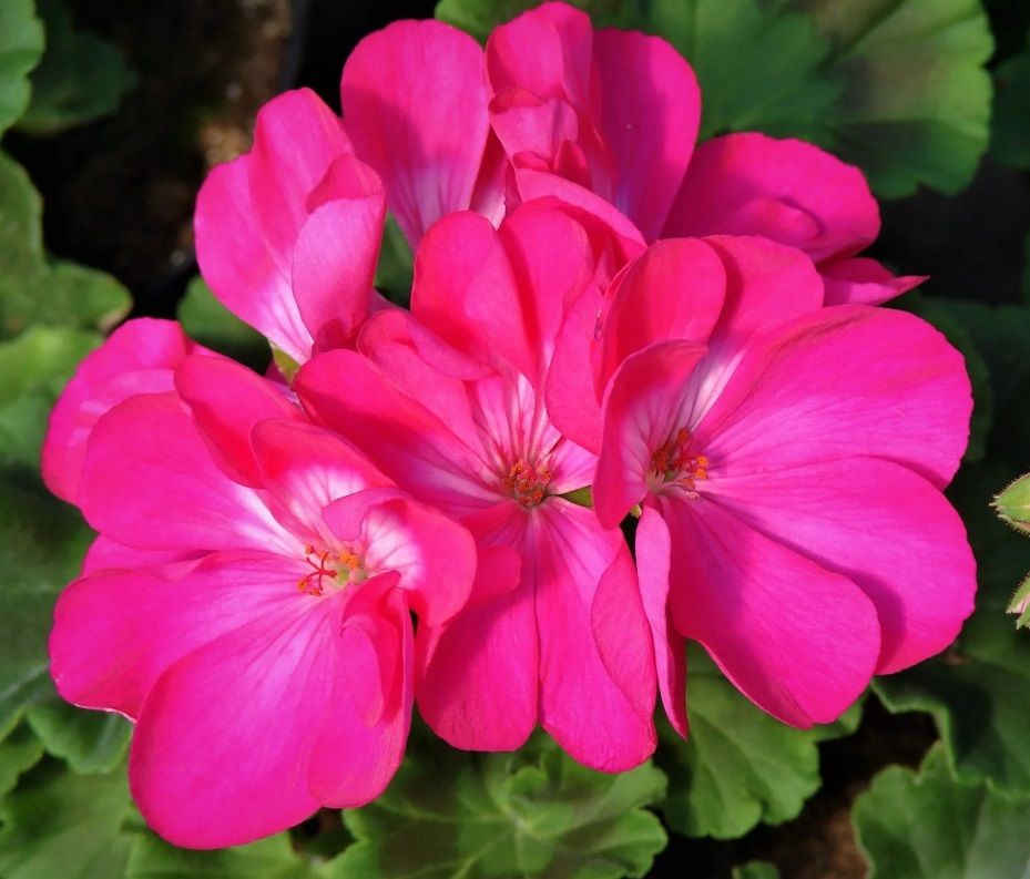Пеларгония Люстра, розовая, 6 семян #1