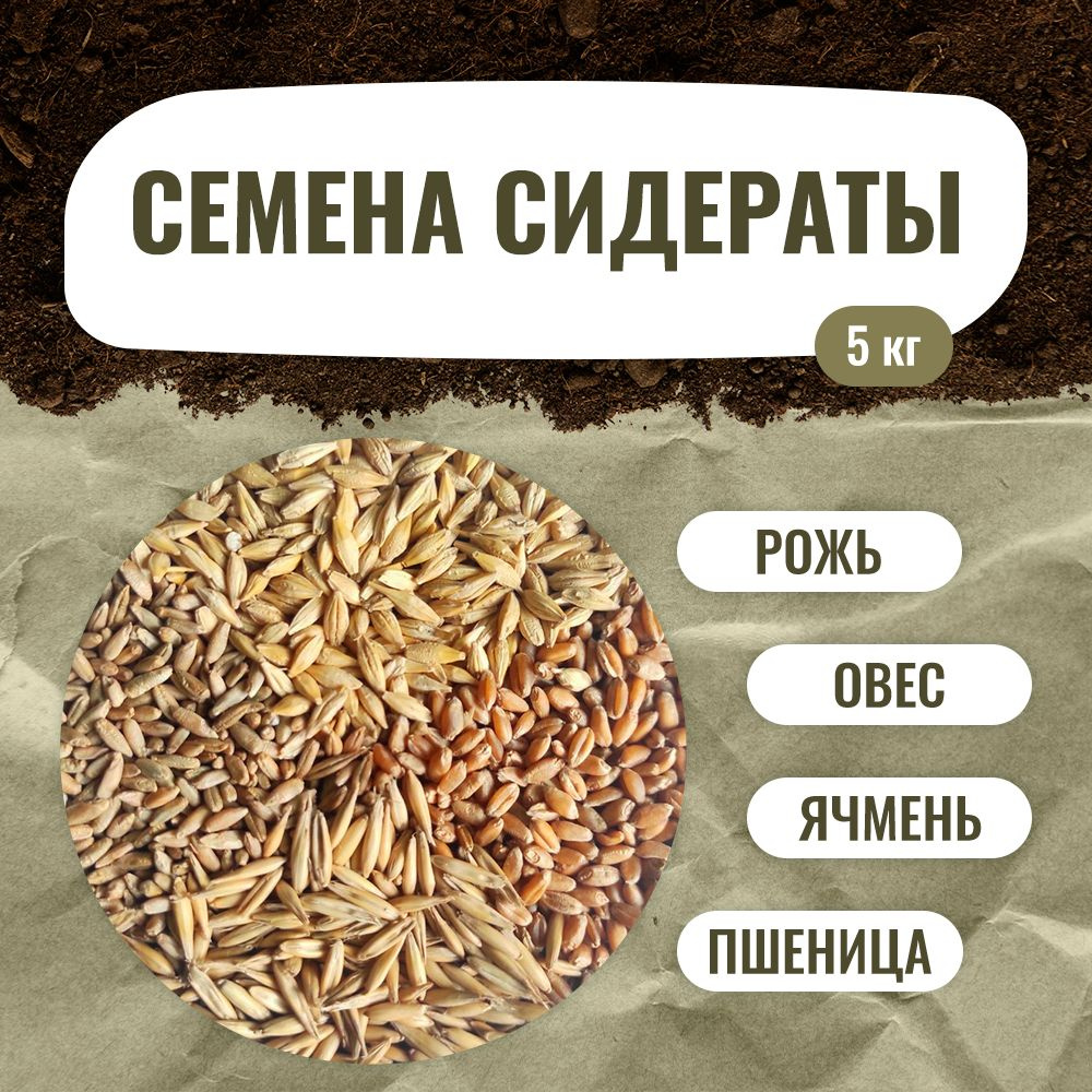 Сходства и отличия пшеницы от ржи во внешнем виде, составе и применении