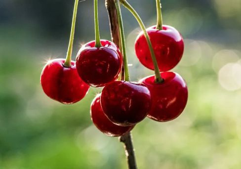 Вишня Уральская Рубиновая Саженец плодовых деревьев #1
