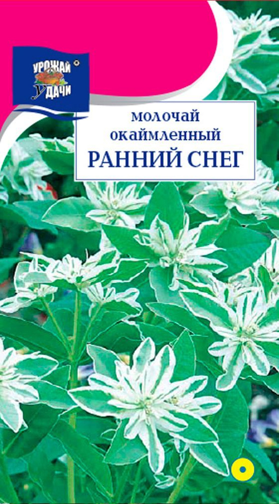 Молочай (Эуфорбия) окаймленный РАННИЙ СНЕГ (Семена УРОЖАЙ УДАЧИ, 0,2 г семян в упаковке)  #1