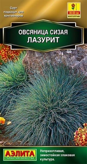 ОВСЯНИЦА СИЗАЯ ЛАЗУРИТ. Семена. Эффектный декоративный многолетник. Ковыль.  #1