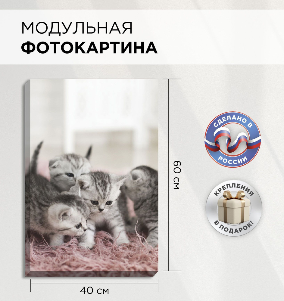 Картина 40х60см, Фотокартина, Модульная "Котята" #1