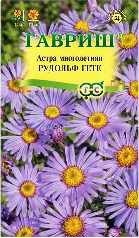 Астра итальянская Рудольф Гете, 1 пакет, семена 0,05 гр, Гавриш, многолетняя  #1