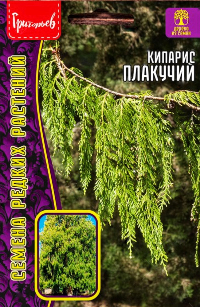 Кипарис Плакучий, семена 20 шт, 1 пакет, вечнозеленое дерево, ЧК  #1