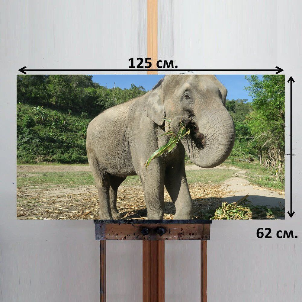 LotsPrints Картина "Слон, таиланд, слон ест 95", 125  х 62 см #1