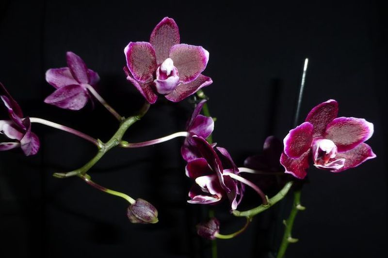 Фаленопсис black. Фаленопсис Блэк Перл. Phal. Black Pearl. Фаленопсис Black Pearl. Фаленопсис Блэк видоу.