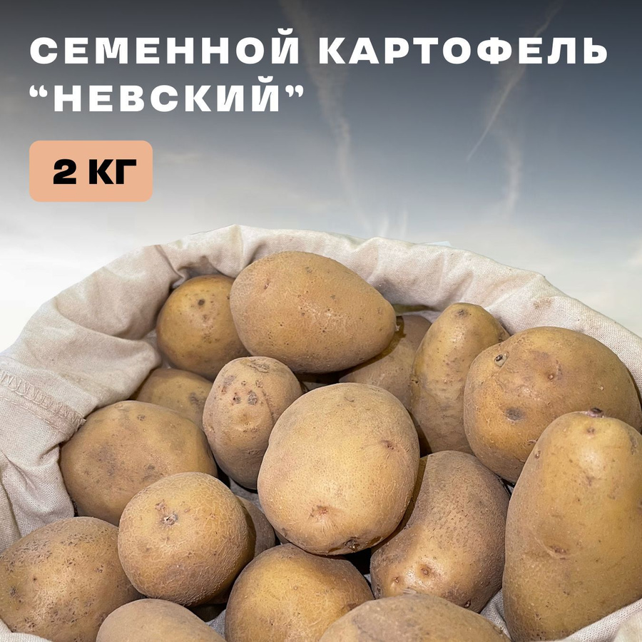 Сорт картофеля Невский - ранний урожайный, неприхотливый Антонов сад - дача и ог