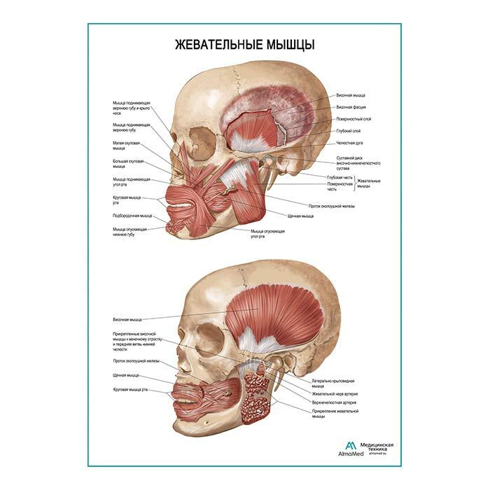 Жевательные мышцы (анатомия человека) плакат глянцевый холст от 200 г/кв.м, размер A1+  #1