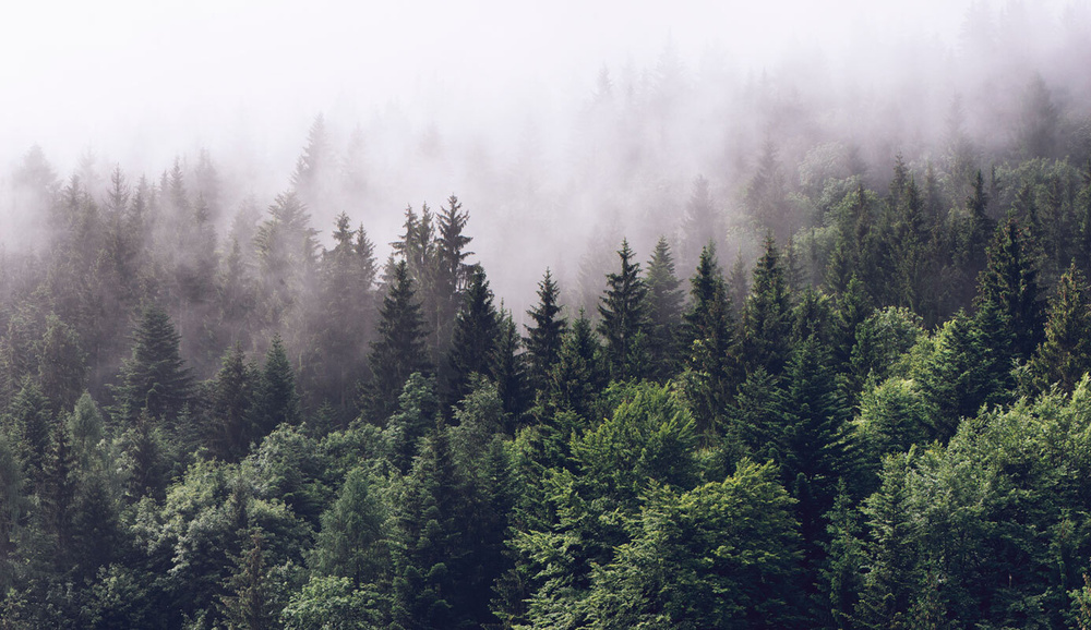 Фотообои флизелиновые на стену 3д GrandPik 2082 "Горный лес в тумане", 350х200 см(Ширина х Высота)  #1