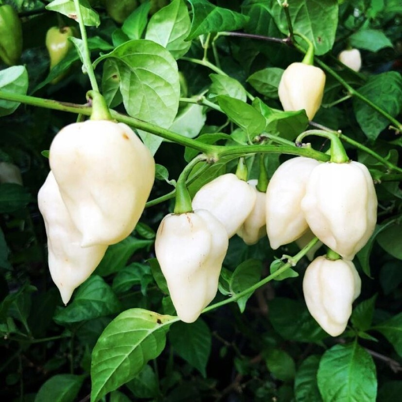 Перец острый Bhut Jolokia White семена (5 ШТ) #1