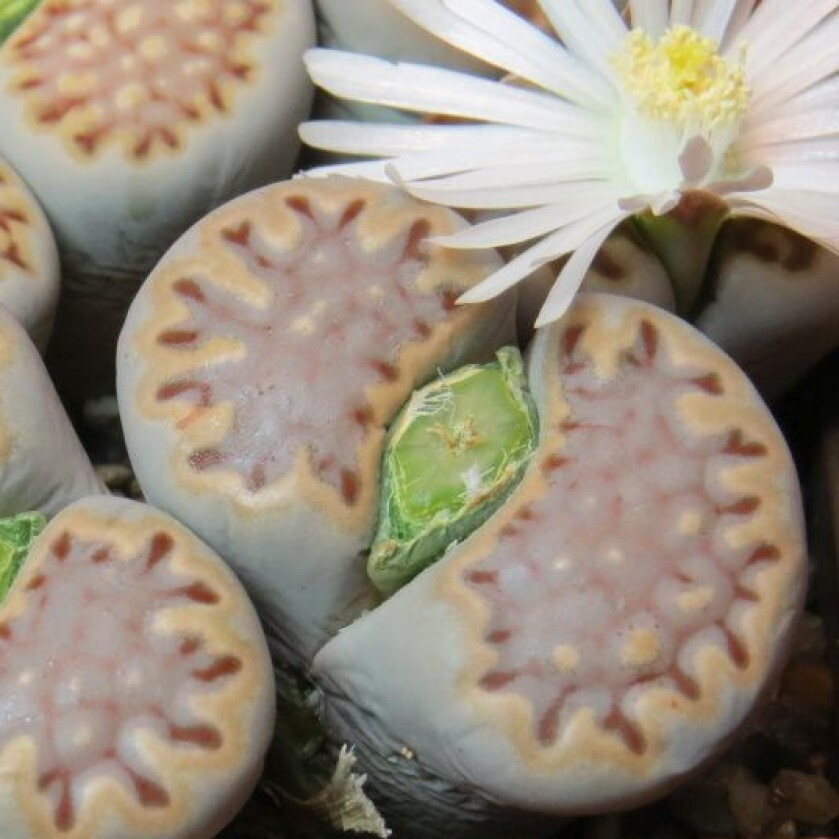 Суккулент Литопс Lithops julii ssp. fulleri C 203 семена (10 ШТ) #1