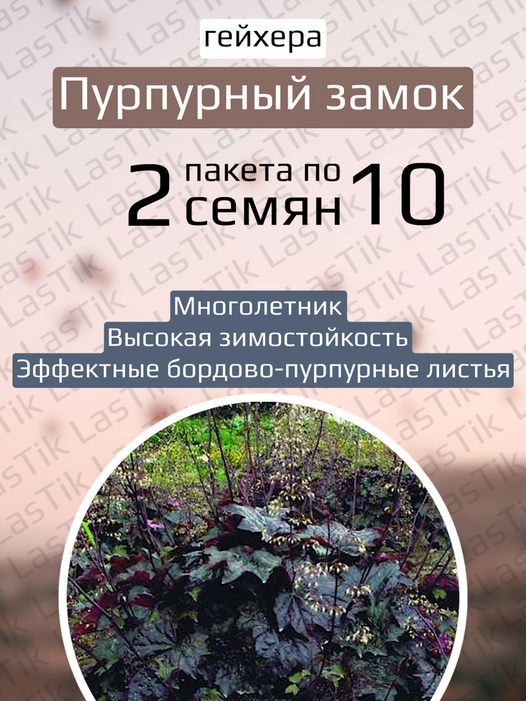 Гейхера Пурпурный замок 2 пакета по 10шт семян #1