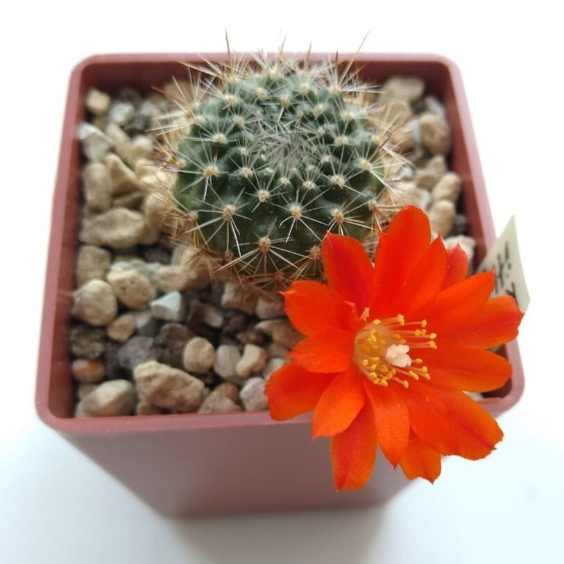 Суккулент Кактус Rebutia ithyacantha L-350 семена (10 ШТ) #1