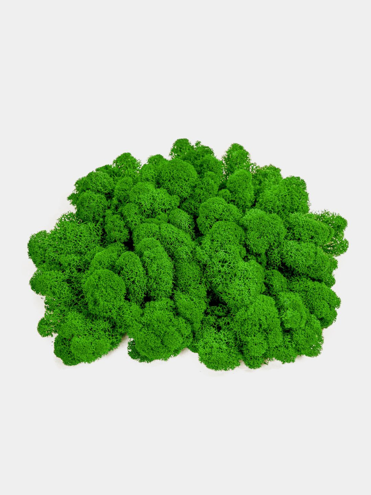 Moss Green Сухоцветы Мох, 500 гр #1
