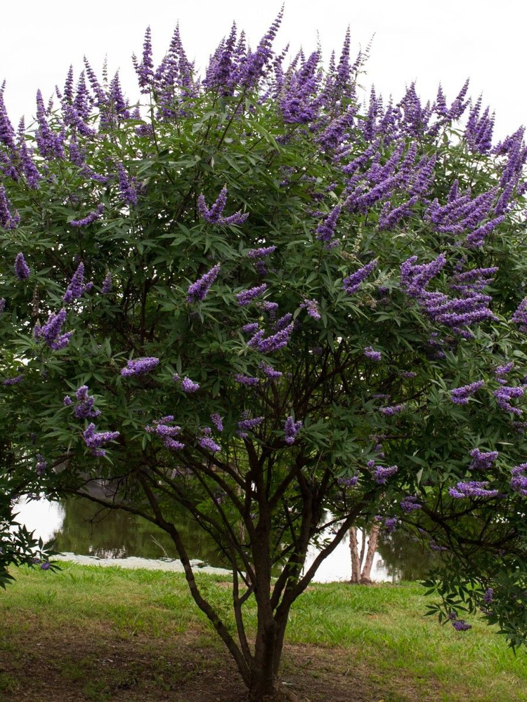 Семена Витекс священный (Vitex agnus-castus), 25 штук #1