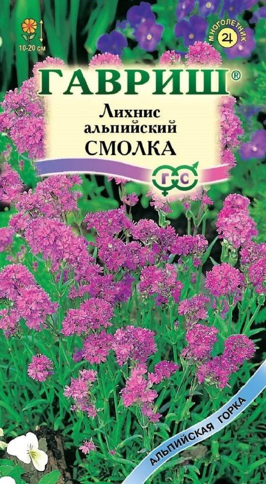 Семена Лихнис альпийский Смолка / Гавриш / 0,05 гр #1