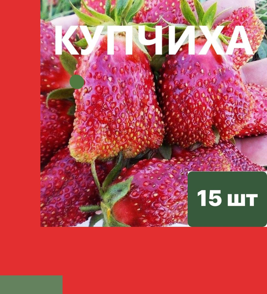 Земклубника "Купчиха" 15 штук саженцев #1