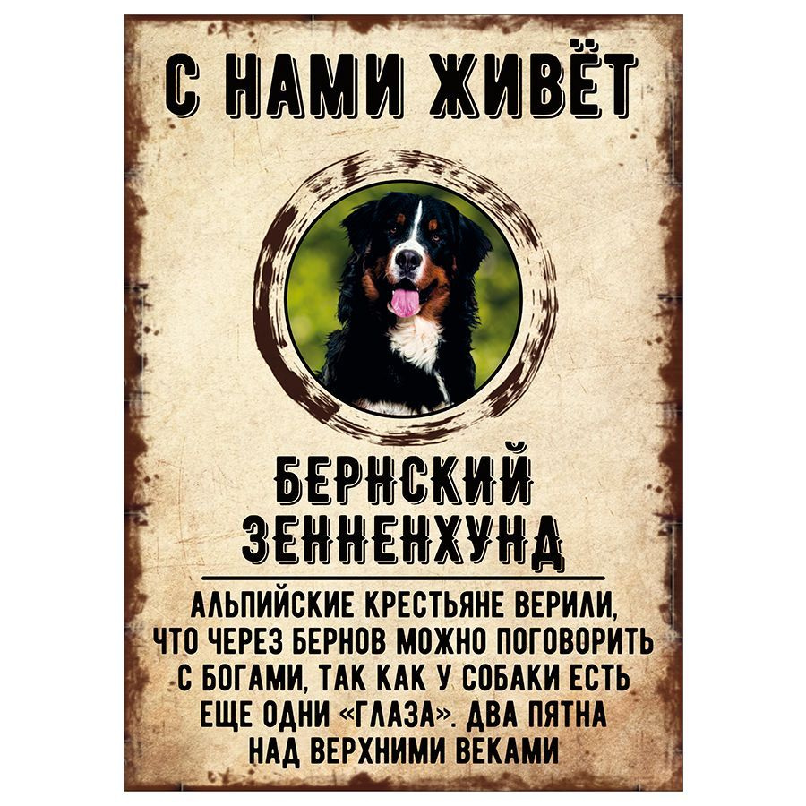 Табличка, декоративная, DANGER DOG, С нами живет Бернский зенненхунд, 18см х 25см  #1