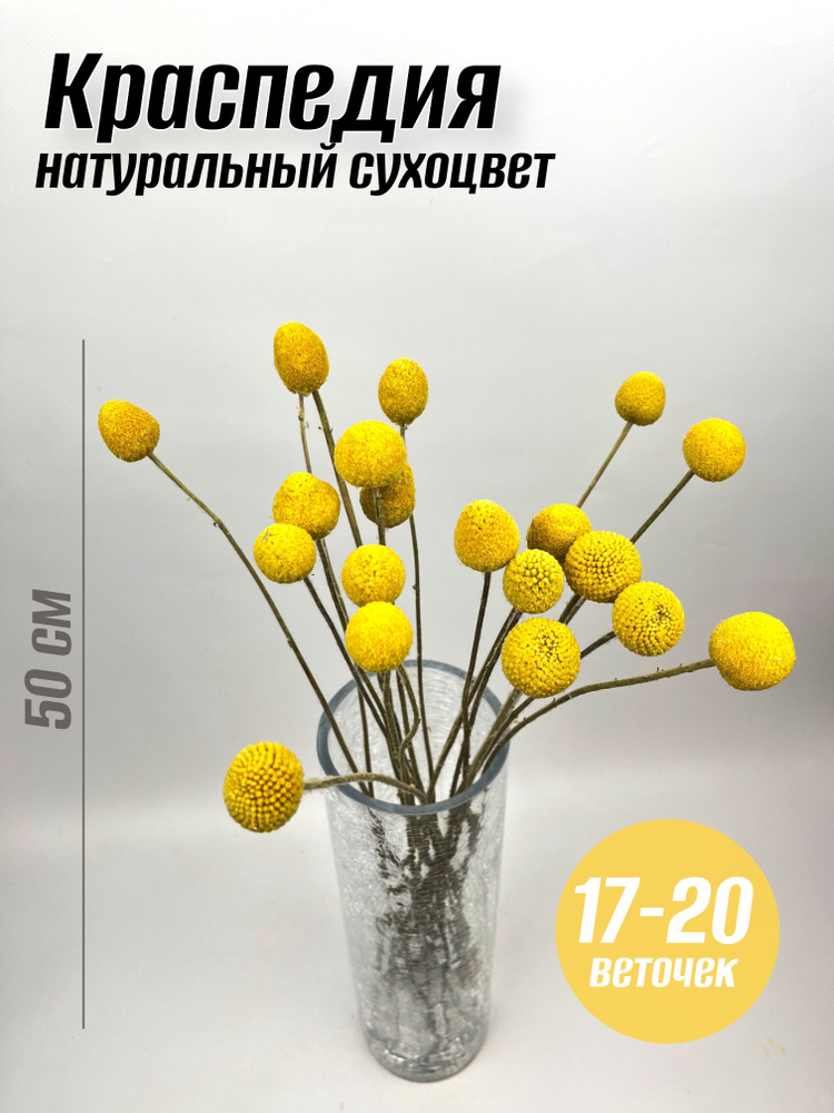 Сухоцветы Краспедия, 50 см, 100 гр, 1 шт #1