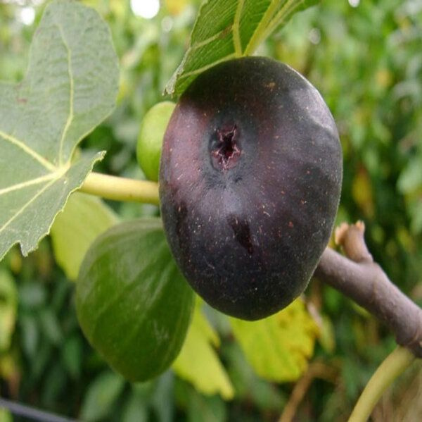 Инжир Крымский Черный - купить с доставкой по выгодным ценам в интернет ...