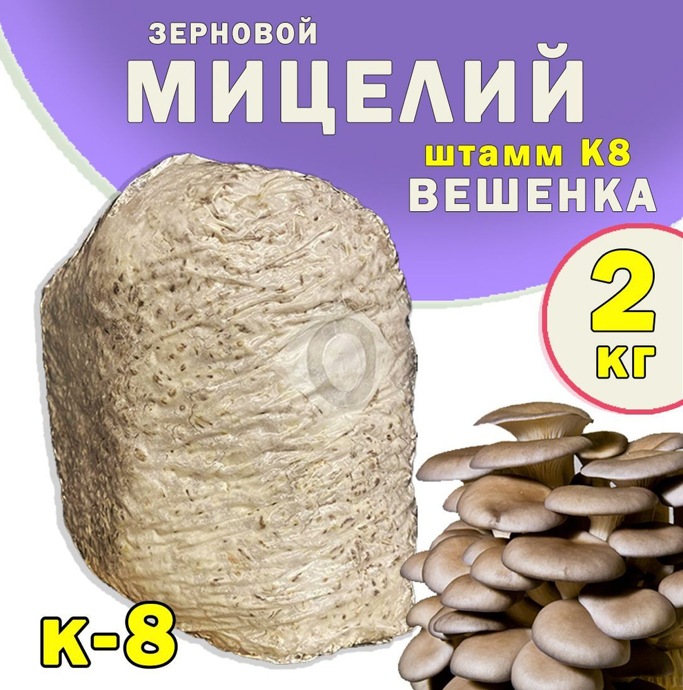 Мицелий грибов вешенка зерновой (штамм К8 / А8) - 2 кг. #1