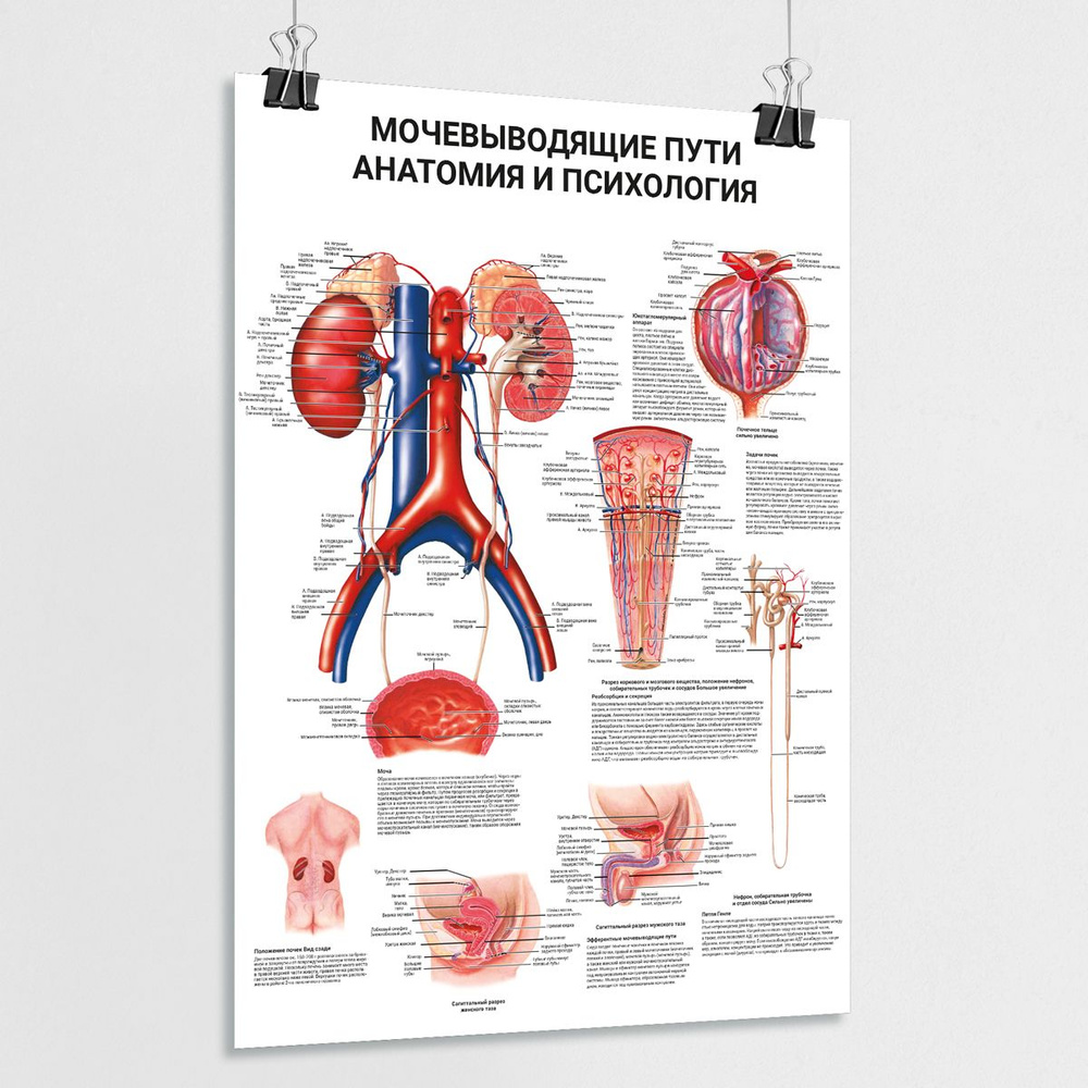 Ламинированный плакат "Мочевыводящие пути: анатомия и психология" / А-1 (60x84 см.)  #1