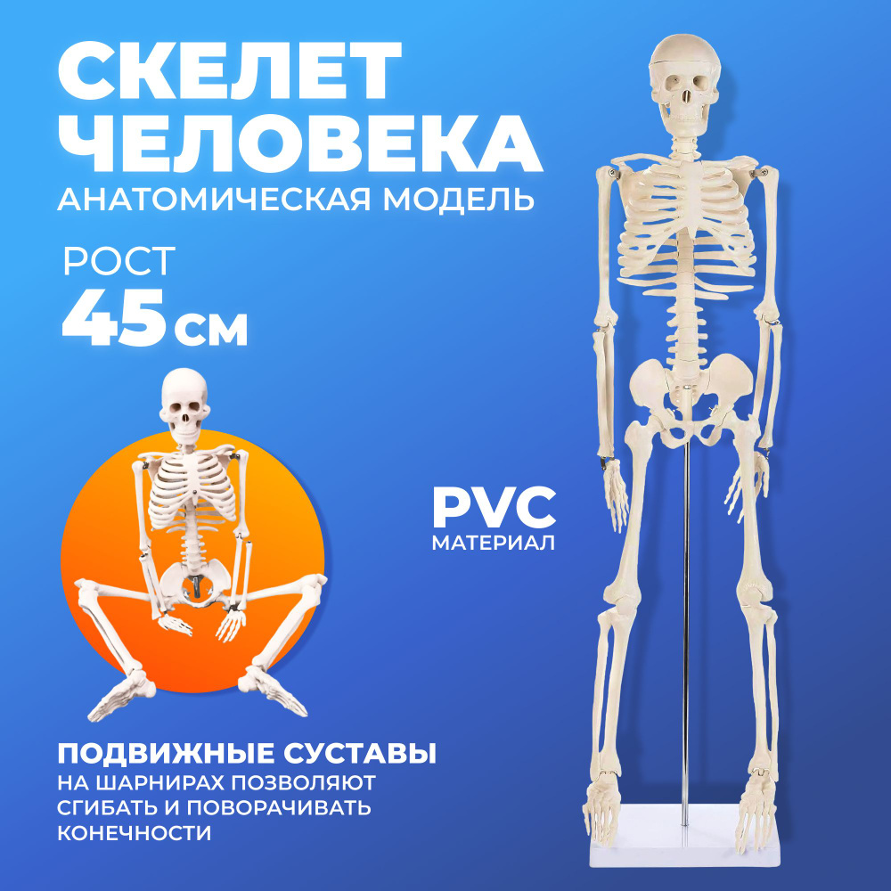 Макет скелета человека анатомический, учебный, со стойкой 45 см  #1