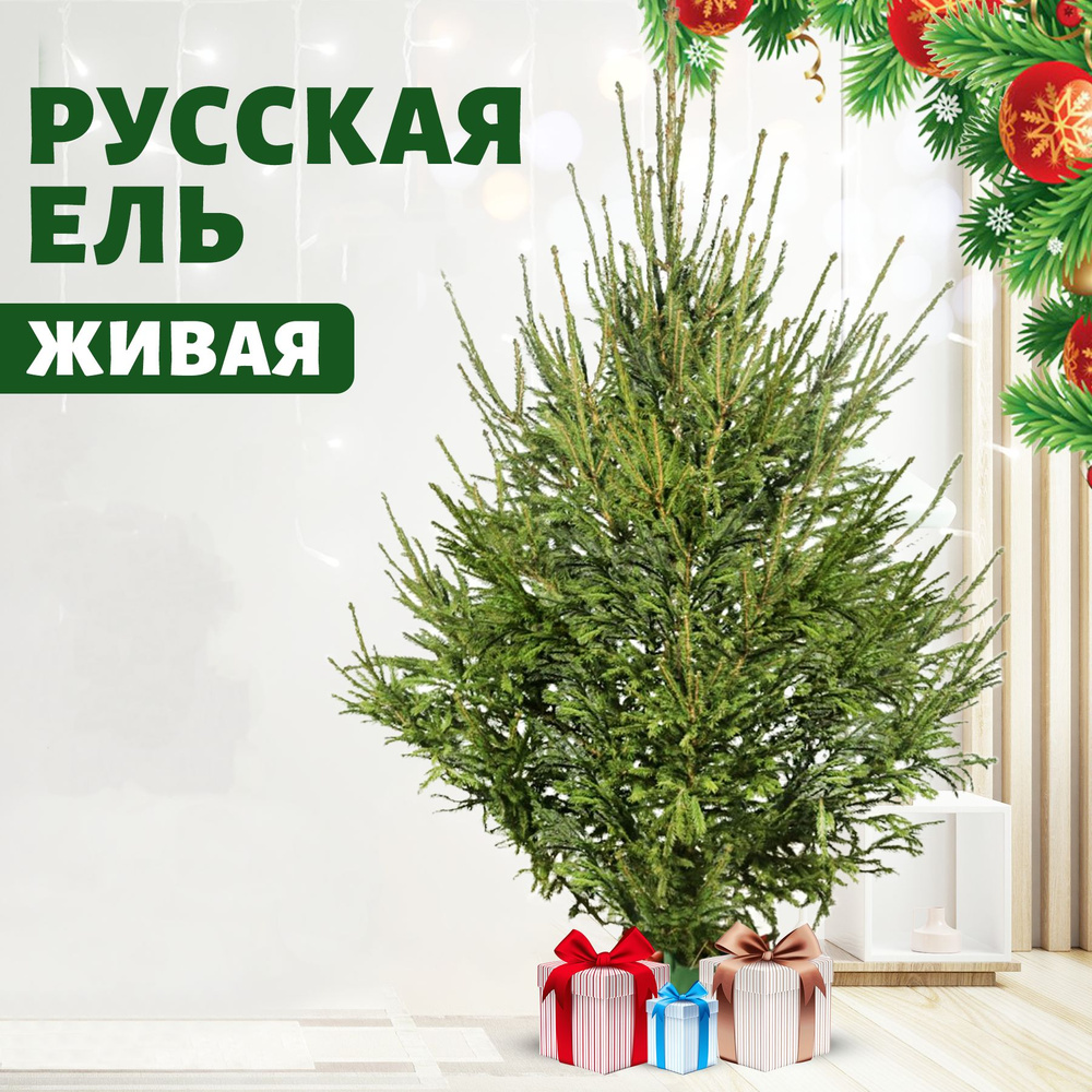 Елка живая Тысяча и 1 Ёлка, 125-150 см - купить с доставкой по выгодным ...