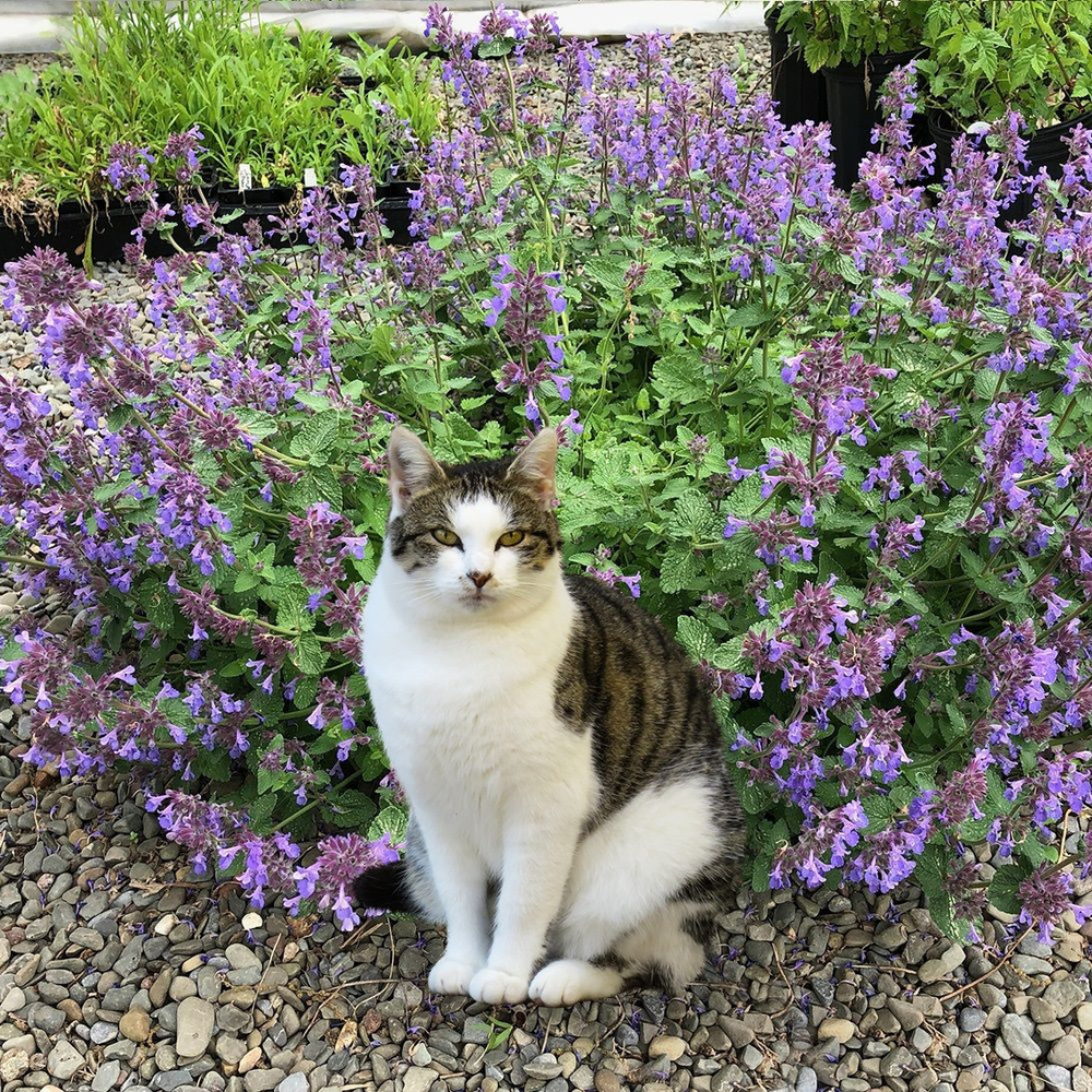 Котовник Кошачий Бархат, пряная многолетняя трава с лимонным ароматом (кошачья мята), медонос который #1