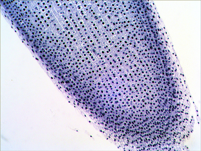 Митоз в корешке лука под микроскопом