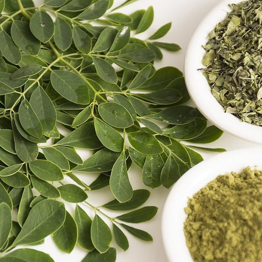 Moringa OLEIFERA (Моринга): купить 2 семени c доставкой почтой