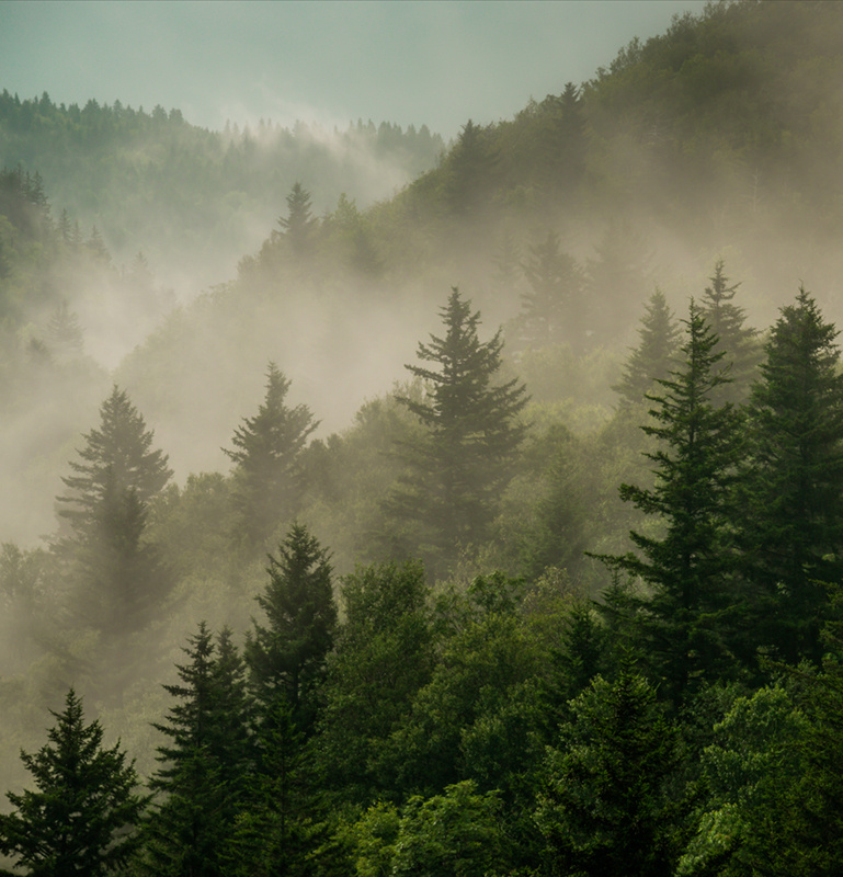 Фотообои флизелиновые на стену 3д GrandPik 2073 "Горный лес в тумане" (ШхВ), 250х260 см  #1