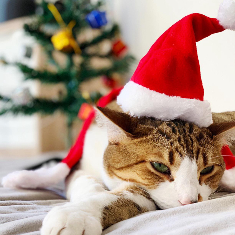 Новогодняя рождественская шапка - подарок для кошек и собак GABYDOG, размер S-XL (3-16 кг)  #1