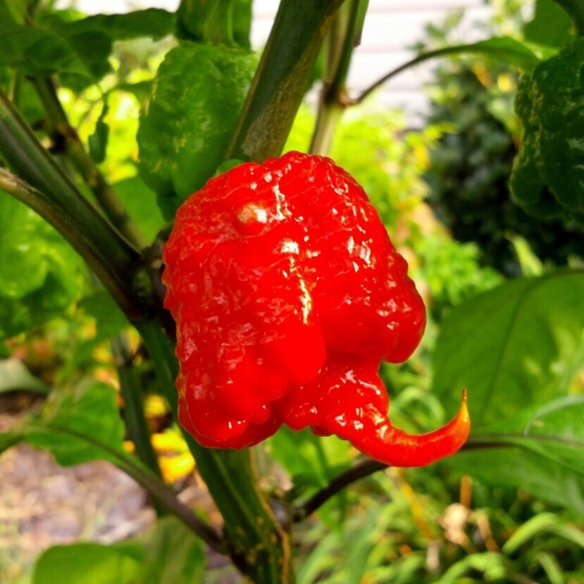 Перец острый Carolina Reaper семена (5 ШТ) #1