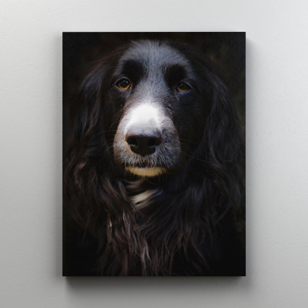 Интерьерная картина на холсте "Собака - английский кокер спаниель" собаки, на подрамнике 60x80 см  #1
