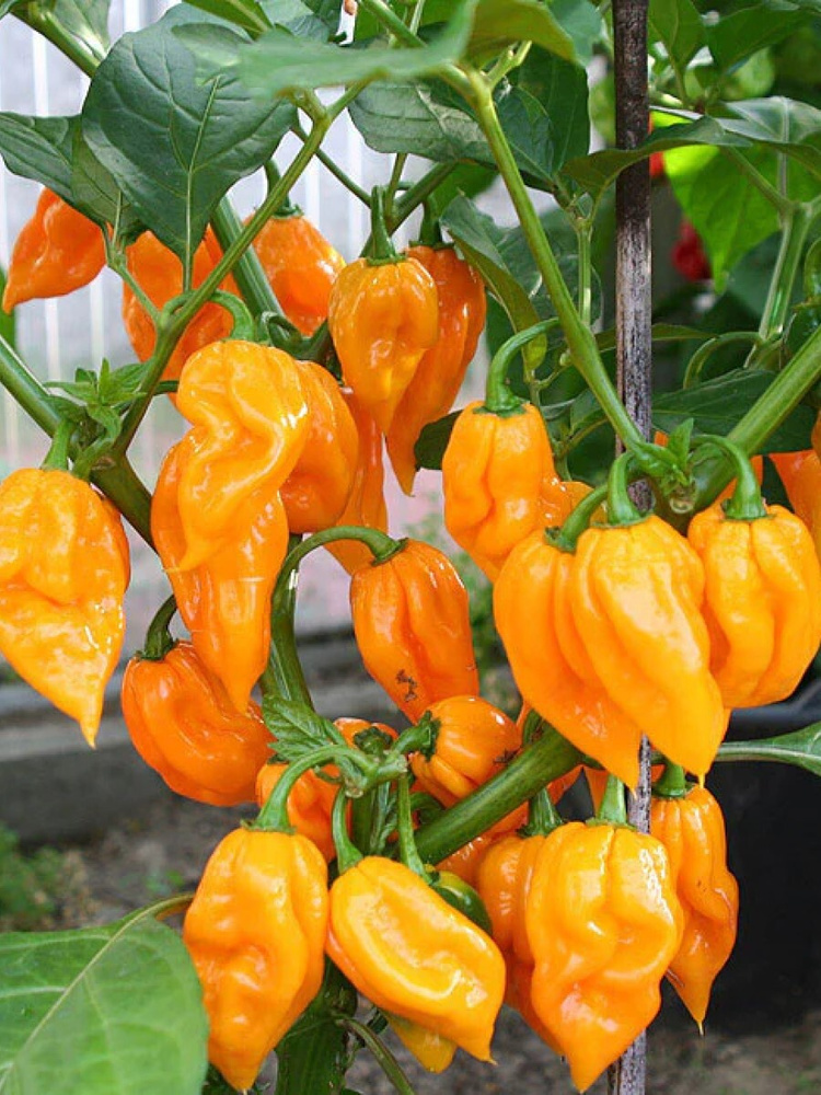 Семена Острый перец Bhut Jolokia orange, 5 штук #1