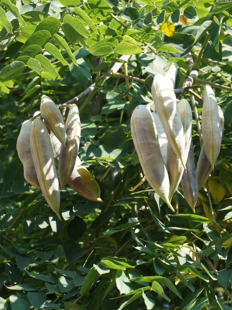 Семена Бундук Канадский (Gymnocladus dioicus), 5 штук #1