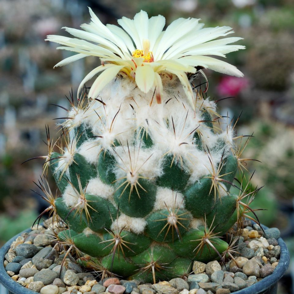 Суккулент Кактус Coryphantha calipensis SB-1390 семена (10 ШТ) #1