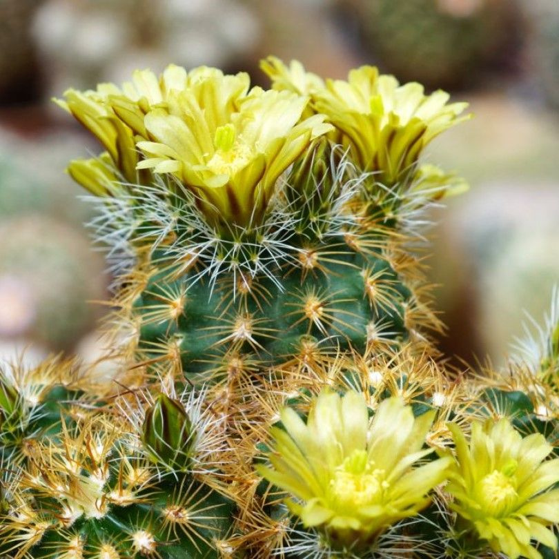 Суккулент Кактус Echinocereus corelii SB-743 семена (10 ШТ) #1