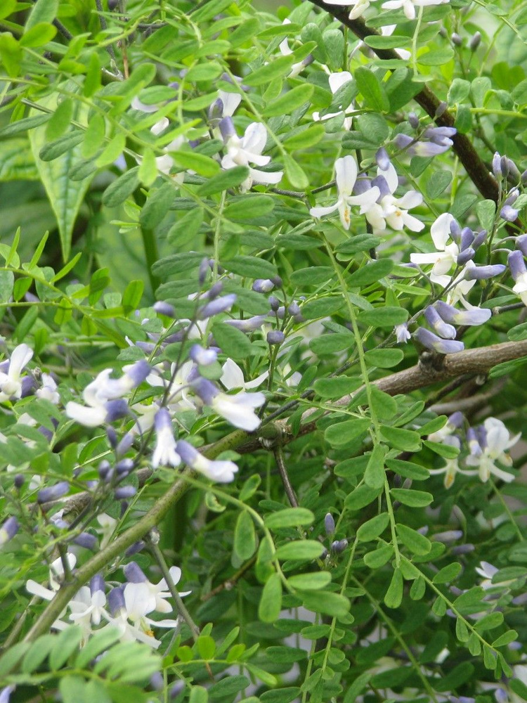 Семена Софора Давида (Sophora davidii), 15 штук #1