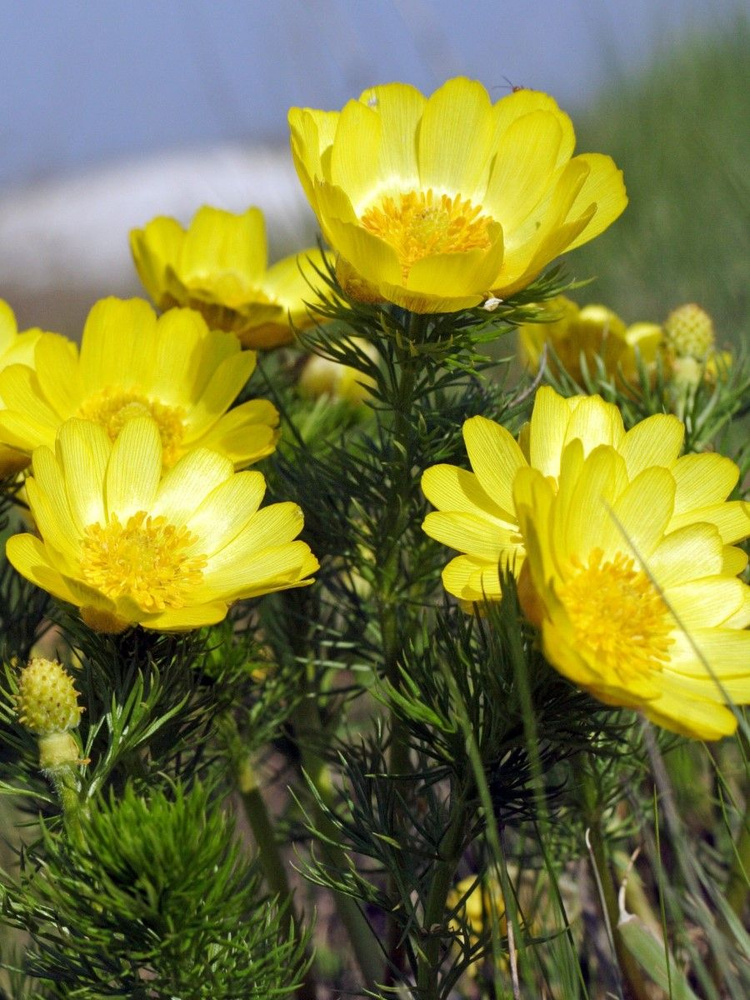 Семена Адонис весенний (Adonis vernalis), 15 штук #1