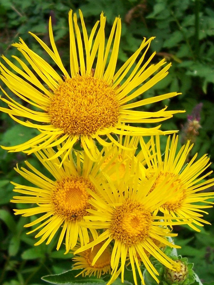 Семена Девясил высокий (Inula helenium), 60 штук #1