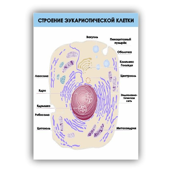 Стенд информационный Строение эукариотической клетки в кабинет биологии 745х990мм  #1