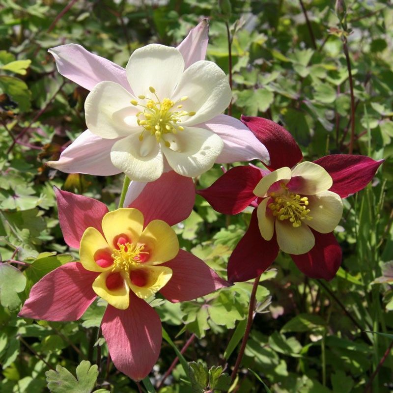 Аквилегия гибридная "McKana Giants" микс (лат. Aquilegia hybrida) СЕМЕНА 20шт + подарочек  #1