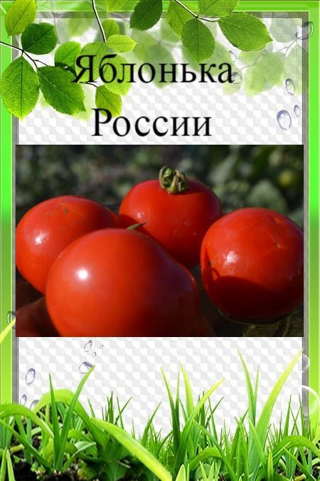 Семена томата Яблонька России #1